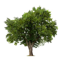 Load image into Gallery viewer, Apple Wood
