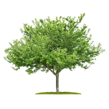 Load image into Gallery viewer, Cherry Wood
