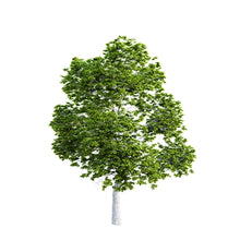 Load image into Gallery viewer, Hickory Wood
