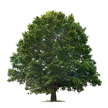 Load image into Gallery viewer, Oak Wood
