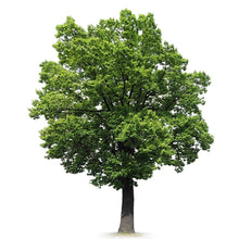 Load image into Gallery viewer, White Oak Wood
